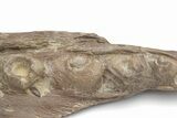 Fossil Mosasaur (Platecarpus) Upper Jaw Section - Kansas #207910-4